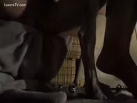 A Dog bonks a woman and gives the raunchy Joy